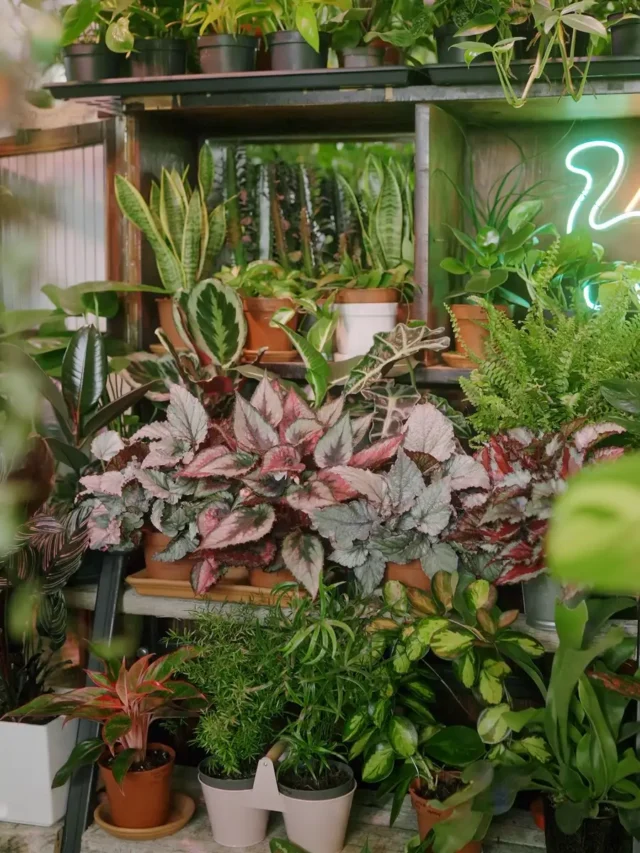 تیریزیپٹائیڈ: ذیابیطس اور موٹاپے کا نیا علاج