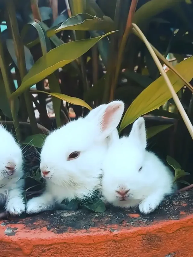 مچھلی کے تیل کے فوائد اور نقصانات